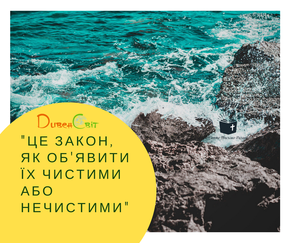 Читаємо Святе Письмо разом. Левіт 13
