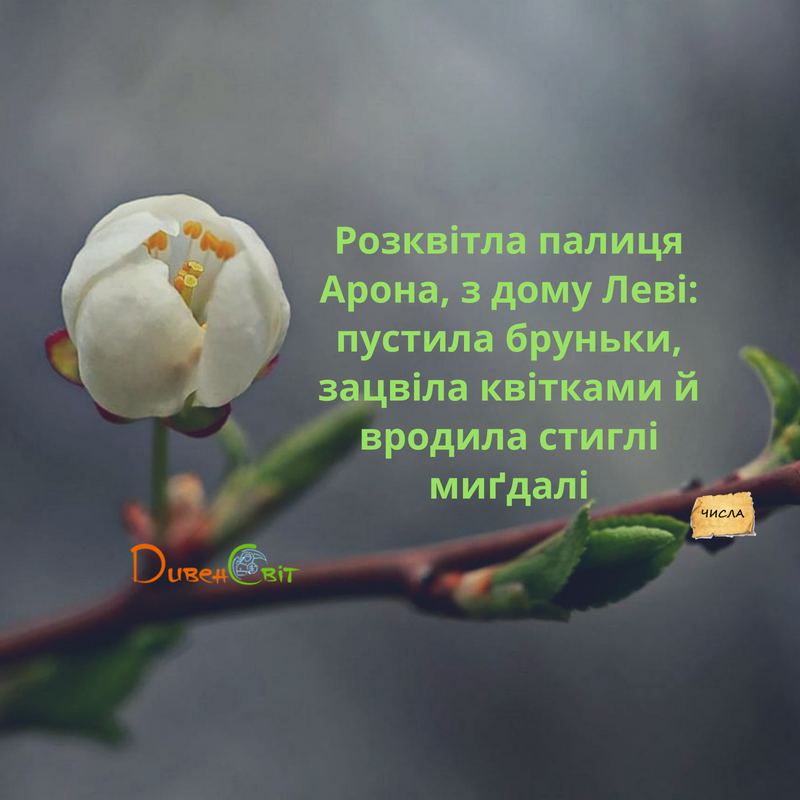 Читаємо Святе Письмо разом. Числа 17
