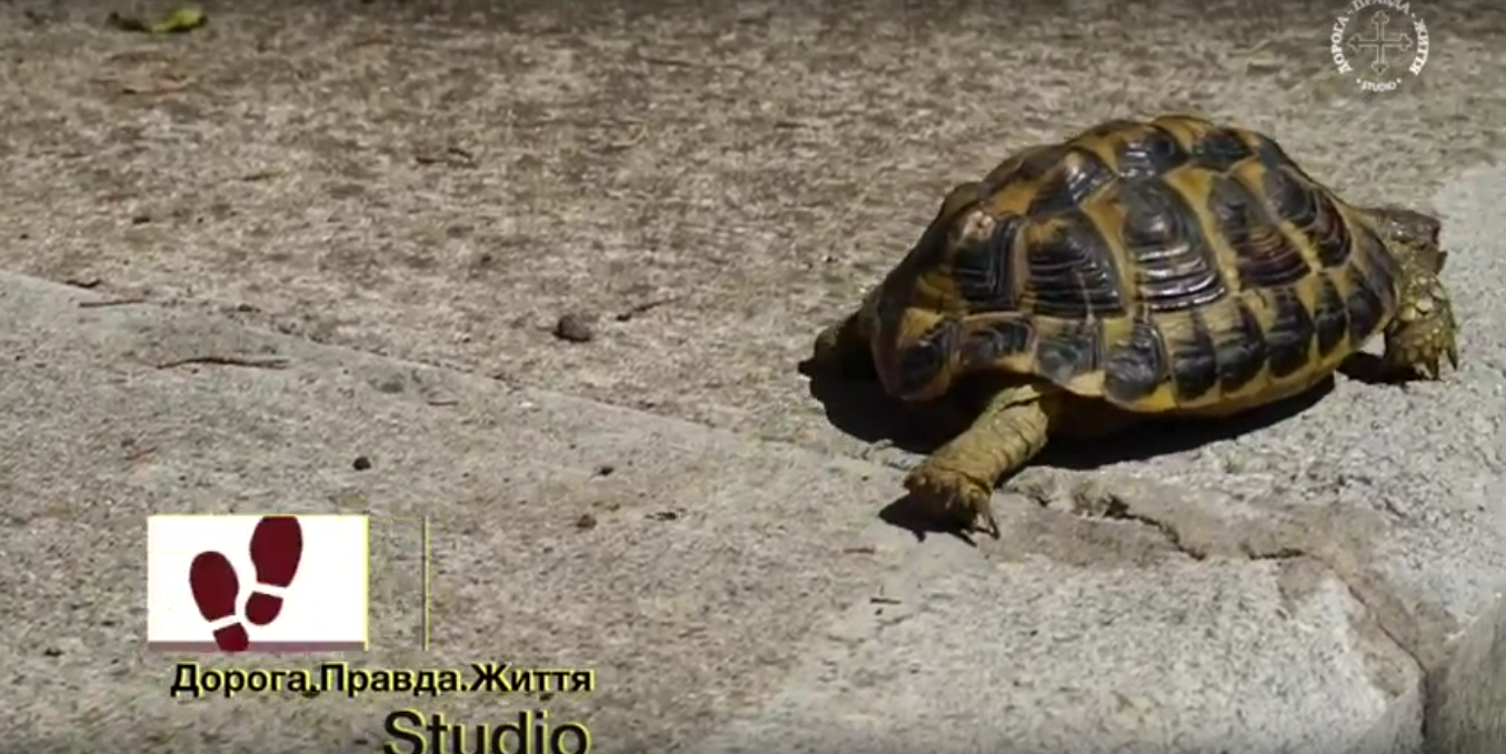 Покалічена черепашка або в чому небезпека ДОСКОНАЛОСТІ